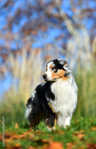 a beautiful australian shepherd dog in the park © alberto