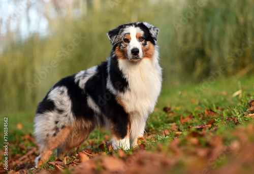Fototapeta Naklejka Na Ścianę i Meble -  a beautiful australian shepherd dog in the park