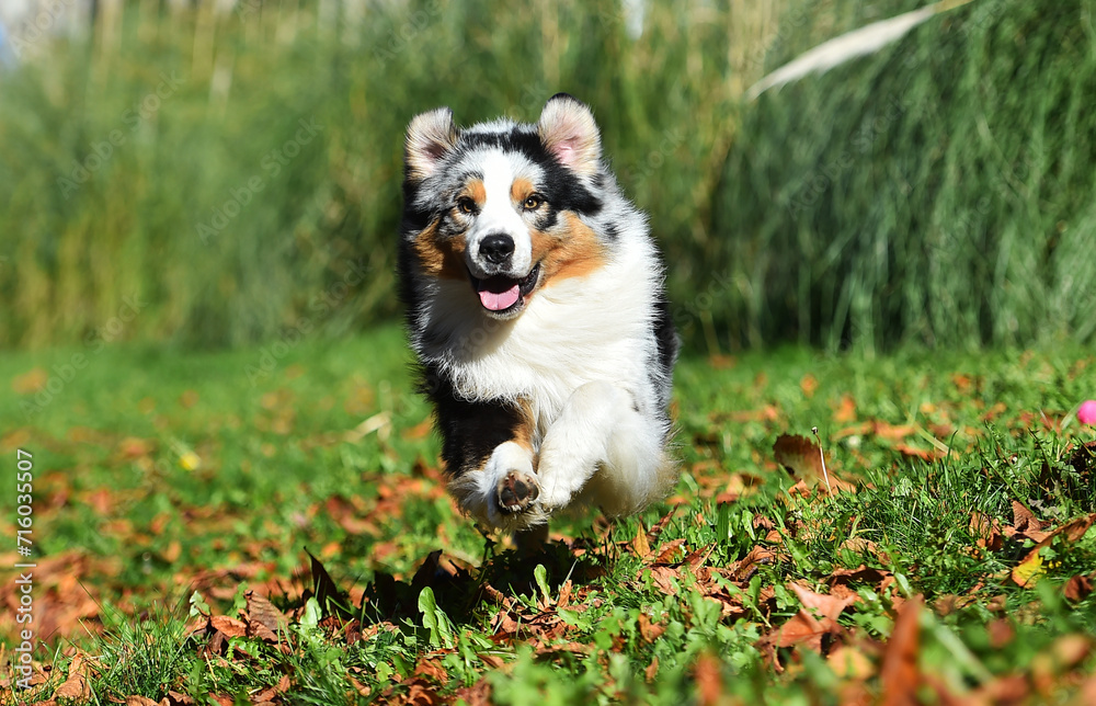 a beautiful australian shepherd dog