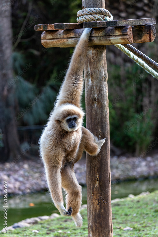 Obraz premium Lar Gibbon (Hylobates lar) in Malaysia