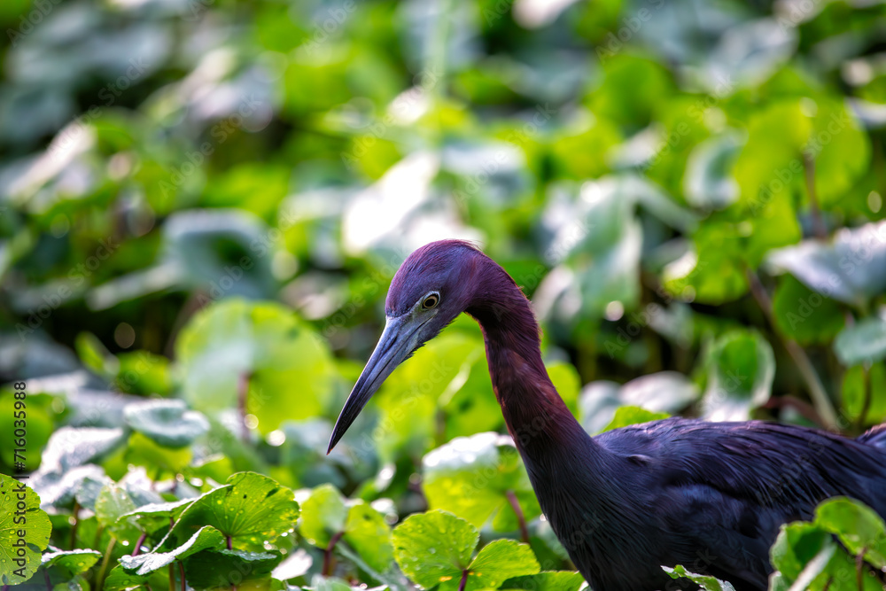 Naklejka premium Little Blue Heron (Egretta caerulea) in the Azores