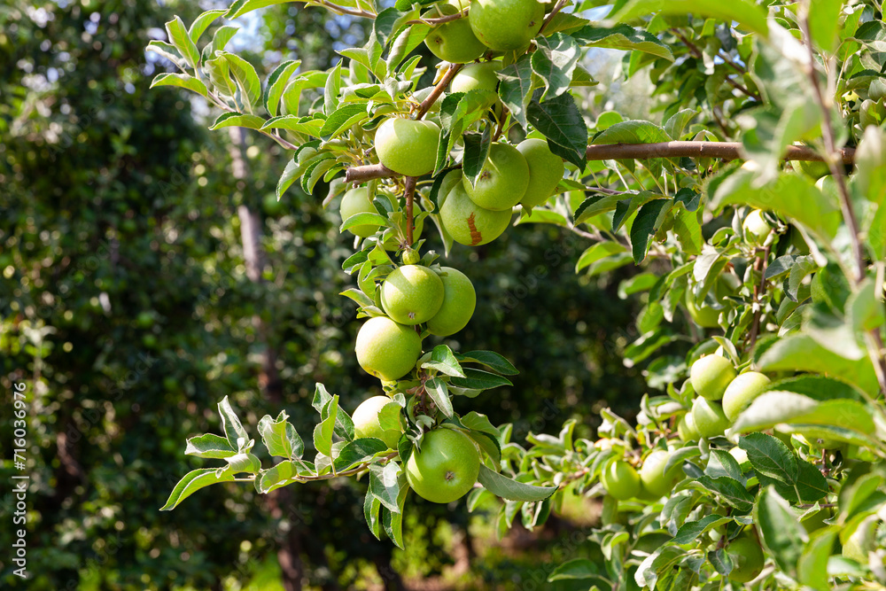 Rich farm harvest, ripe apples on branches in green foliage in summer orchard