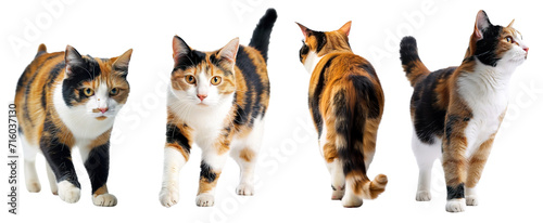 Collage of calico cat walking in different positions. Isolated over transparent background