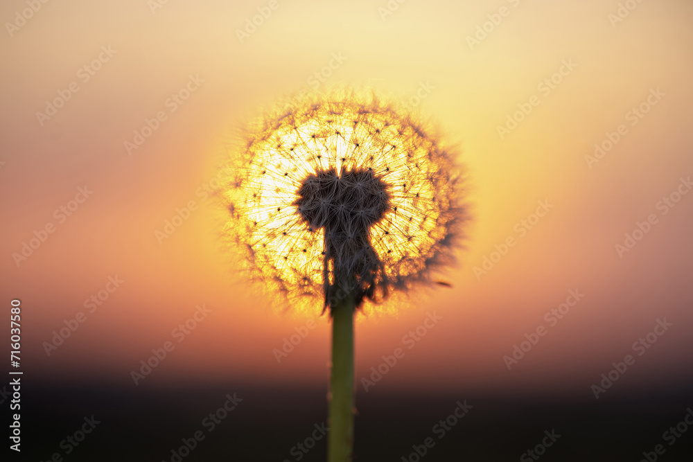 Fototapeta premium Pusteblume im Abendlicht