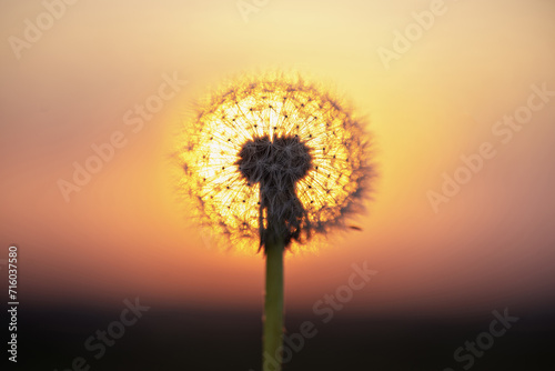 Pusteblume im Abendlicht