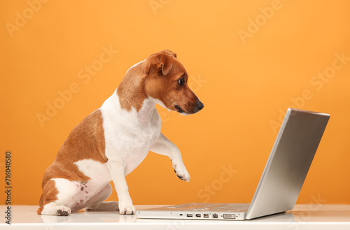 dog with laptop on orange background