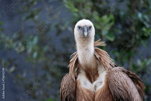 The Eurasian griffon vulture in closeup view, Gyps fulvus photo