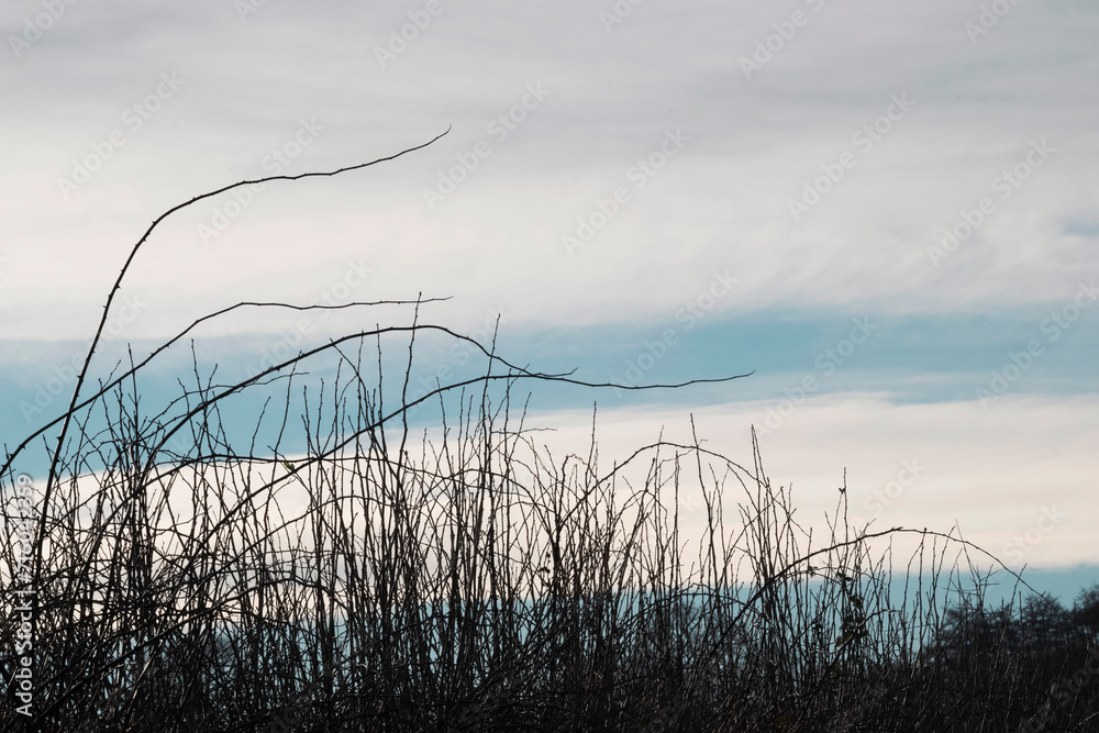 Plant branches silhouette against a blue sky with clouds. Plant branches silhouette against a blue sky with clouds.