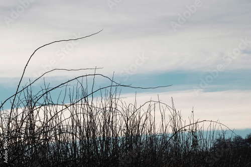 Plant branches silhouette  against a blue sky with clouds.