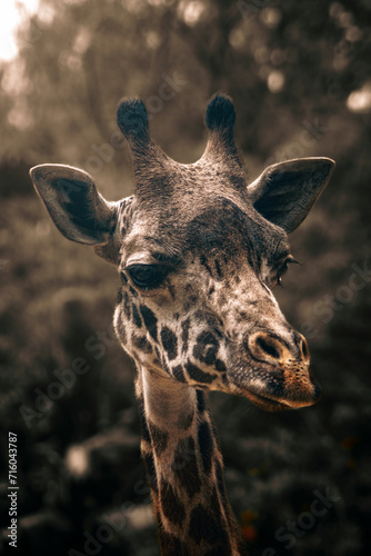 close up of a giraffe (ID: 716043787)
