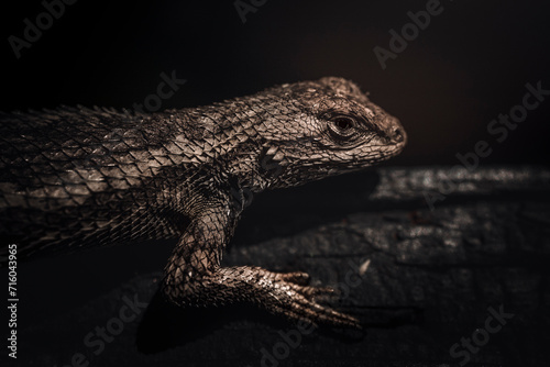 close up of a lizard (ID: 716043965)