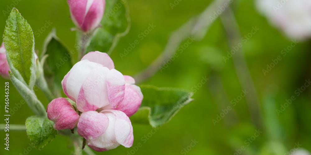 spring background with natural flowers and plants spring background with natural flowers and plants