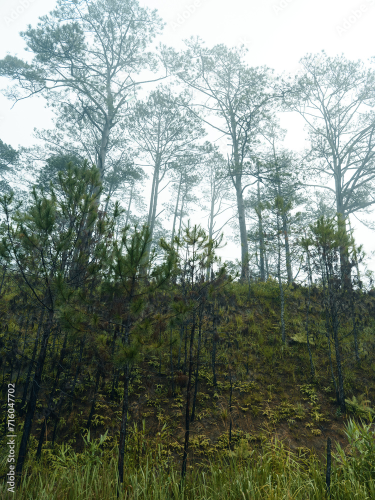 Fototapeta premium Tranquil Forest Grove: A Serene Landscape of Lush Greenery, Towering Trees, and Summer Foliage, Embracing the Serenity of Nature in a Picturesque Woodland Park