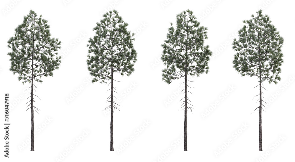 Fototapeta premium Evergreen pine coniferous tree 3D render overcast lighting on isolated white background