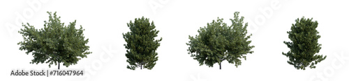 Evergreen coniferous shrubs common yew 3D render overcast lighting on isolated white background