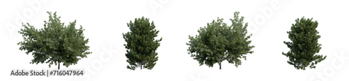 Tablou pe pânză Evergreen coniferous shrubs common yew 3D render overcast lighting on isolated w