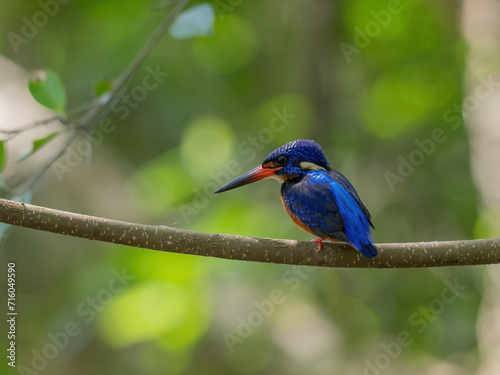 Blue-eared Kingfisher is bird in Thailand. © tonaquatic