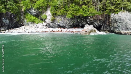 Seals as seen from a boat in Prince William Sound, Alaska, USA