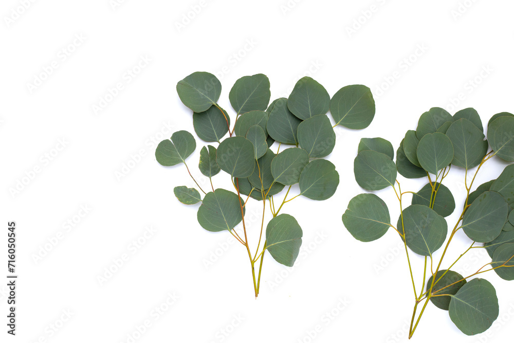 Obraz premium Green leaves of eucalyptus on white