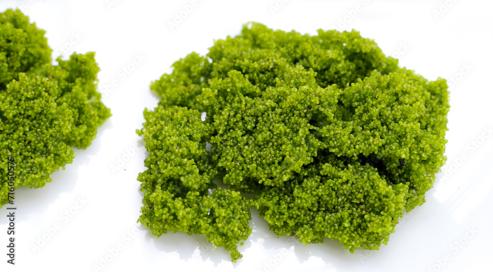 Wolffia globosa or swamp algae, water meal Wolffia globosa or swamp algae, water meal