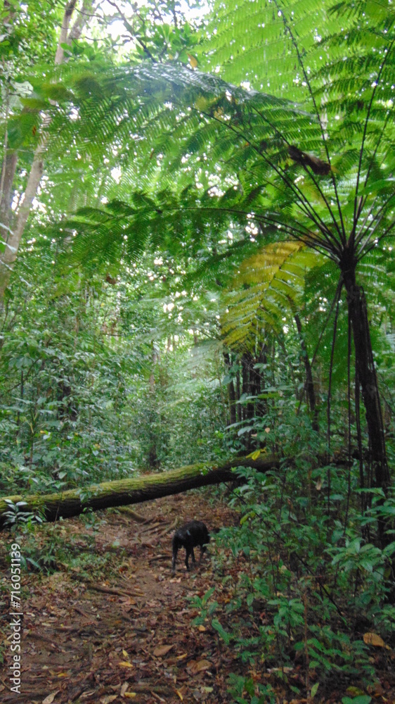 Obraz premium Un chemin de terre traverse la luxuriante forêt tropicale