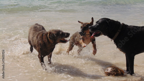 Trois chien jouent sur la plage