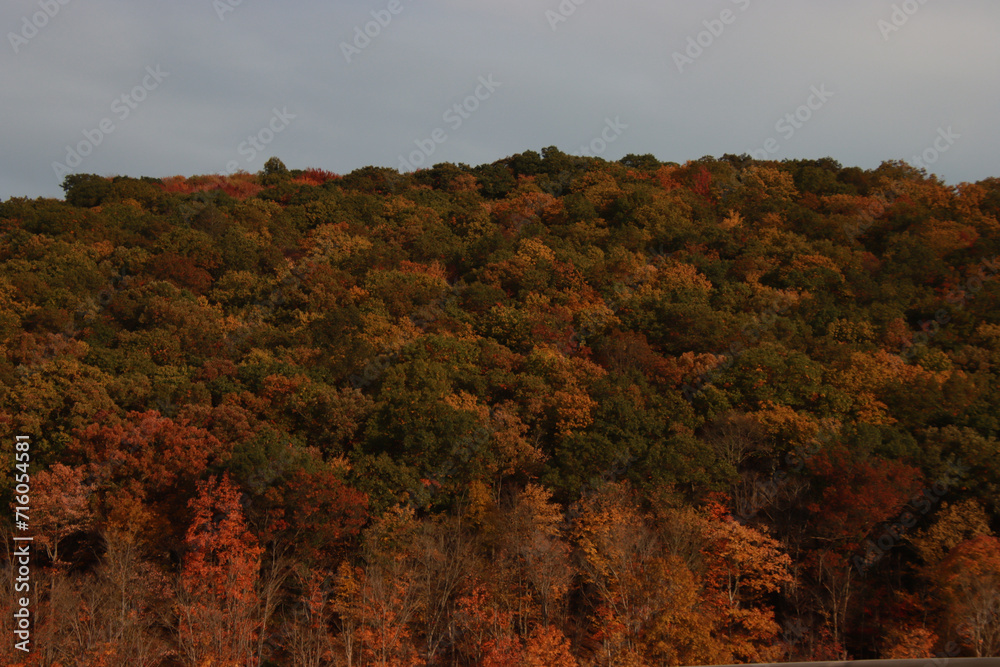 Hill of Fall Colors