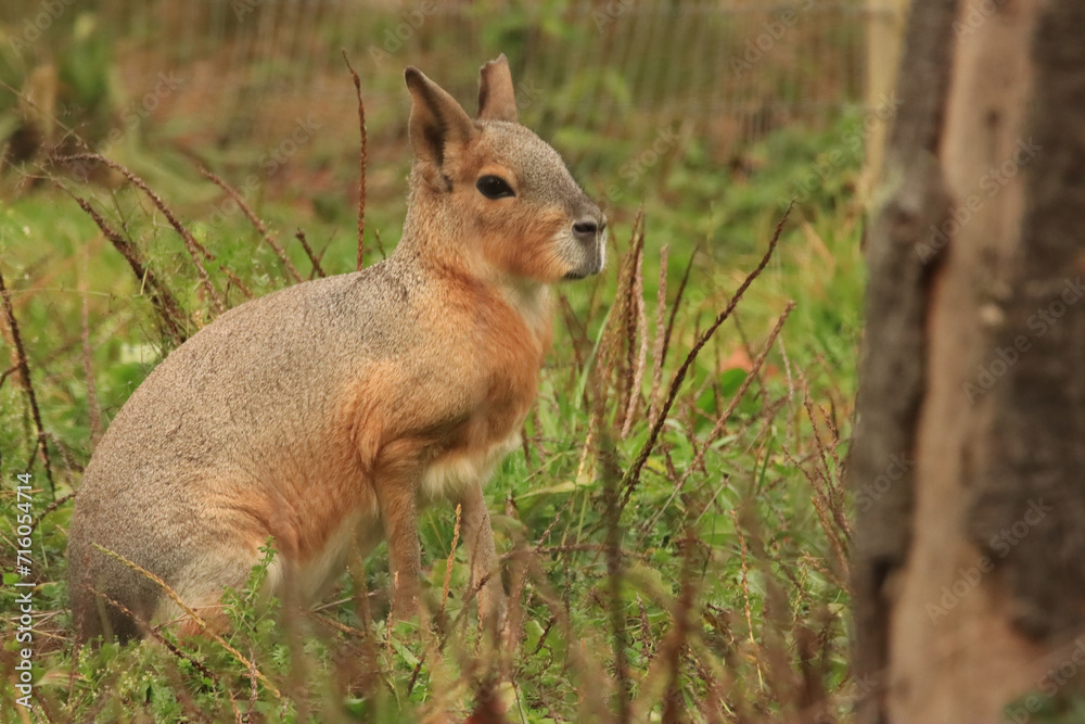 Fototapeta premium Alert Cavy