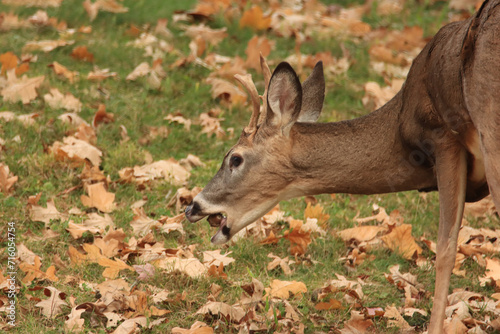 Deer Eating an Acorn