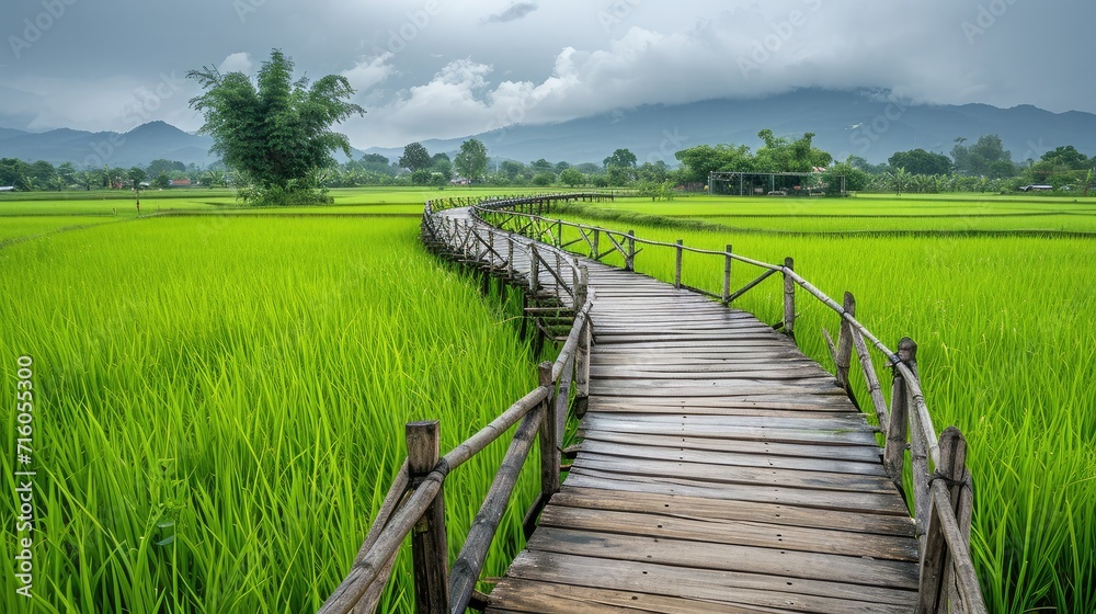 The old curve wooden bridge in green rice field.