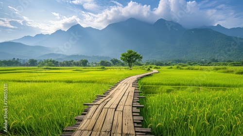 The scenic landscape  wooden path and green rice field and yellow straw in front of mountain