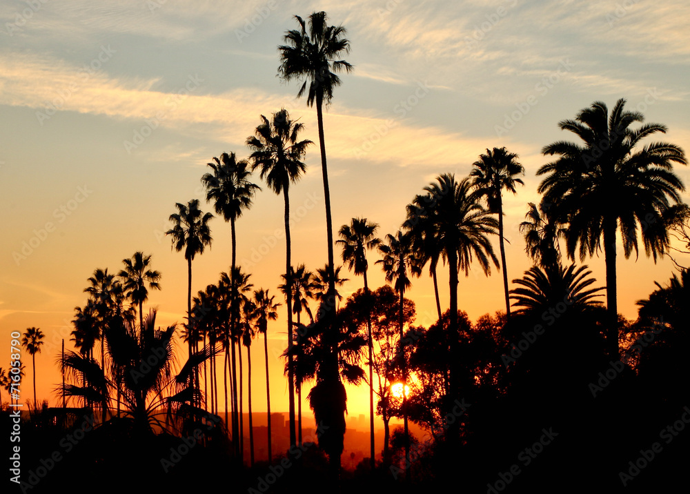 Obraz premium Palm trees and sunset
