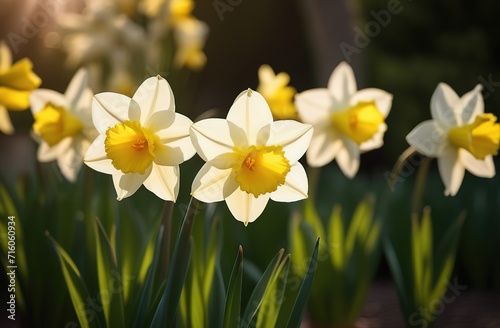 Narcissus daffodils spring garden flowers groing floral farm greenery park womens day mothers
