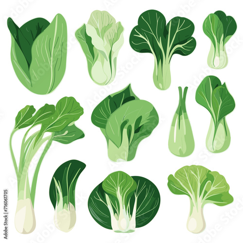 Set of Bok Choy hand drawing isolated vector illustration