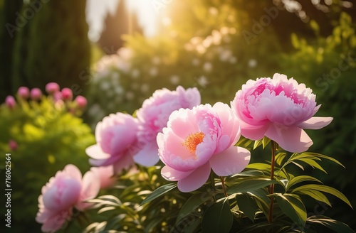 Light pink peonies planting groing floral beauty bitany agriculture wallpaper backgtound copy space © lidianureeva