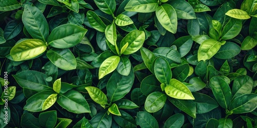 tea bushes, top view