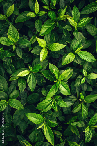tea bushes, top view