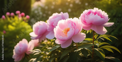 Light pink peonies planting groing floral beauty bitany agriculture wallpaper backgtound copy space