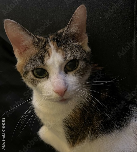 portrait of a cat
