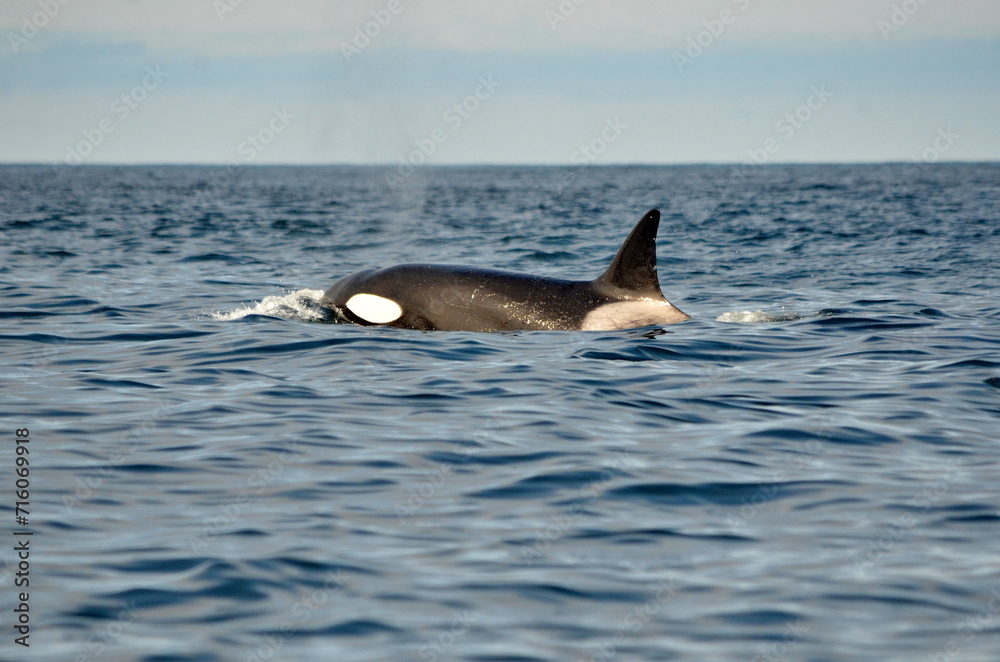 Naklejka premium Killer whale on the surface off Haida Gwaii, BC, Canada