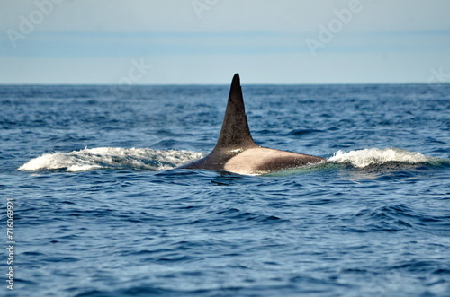 Killer whale on the surface off Haida Gwaii  BC  Canada