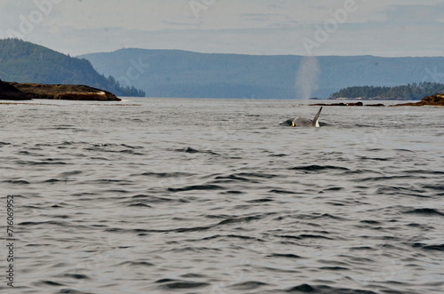 Wallpaper Mural Killer whale on the surface off Haida Gwaii, BC, Canada Torontodigital.ca