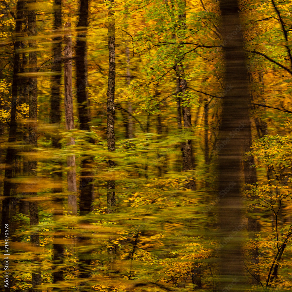Blurs of Autumn Leaves Through Busy Forest