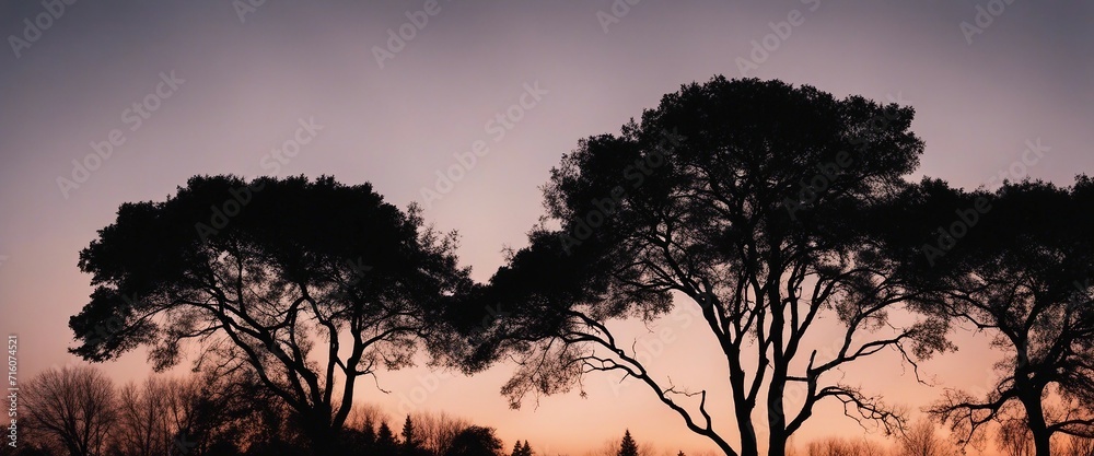Silhouette Trees at Twilight, a photo using silhouette techniques, featuring the outlines of trees