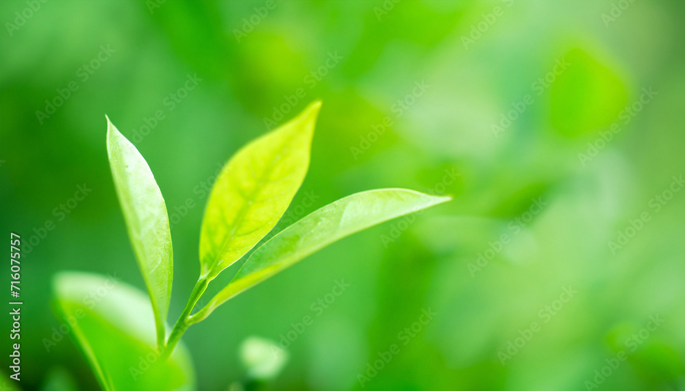 Beautiful closeup view of fresh green leaf growing in the garden on the blurred natural green color background. High quality photo