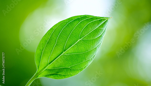 Beautiful closeup view of fresh green leaf growing in the garden on the blurred natural green color background. High quality photo