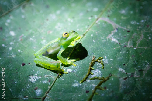 Close up of glass frog at night, Peninsula de Osa, Costa Rica photo