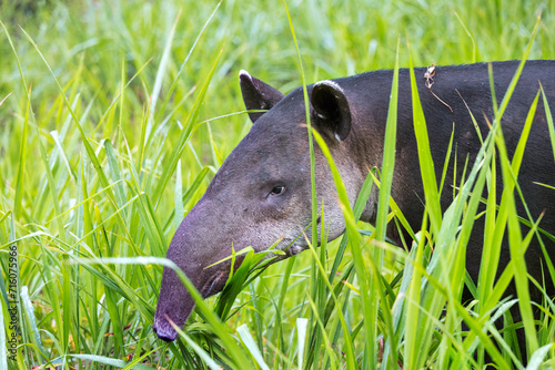 Bairds Tapir (Tapirus bairdii), Corcovado National Park, Costa Rica photo