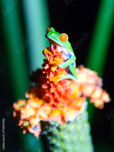 Red eyed tree frog close up, Agalychnis callidryas, Arenal, Costa Rica photo