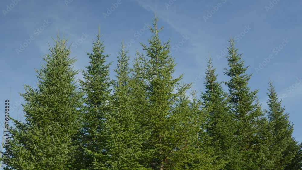 Fir trees bunch coniferous in blue sky Fir trees bunch coniferous in blue sky